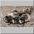 Andrena vaga - Weiden-Sandbiene 21.jpg
